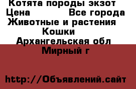 Котята породы экзот › Цена ­ 7 000 - Все города Животные и растения » Кошки   . Архангельская обл.,Мирный г.